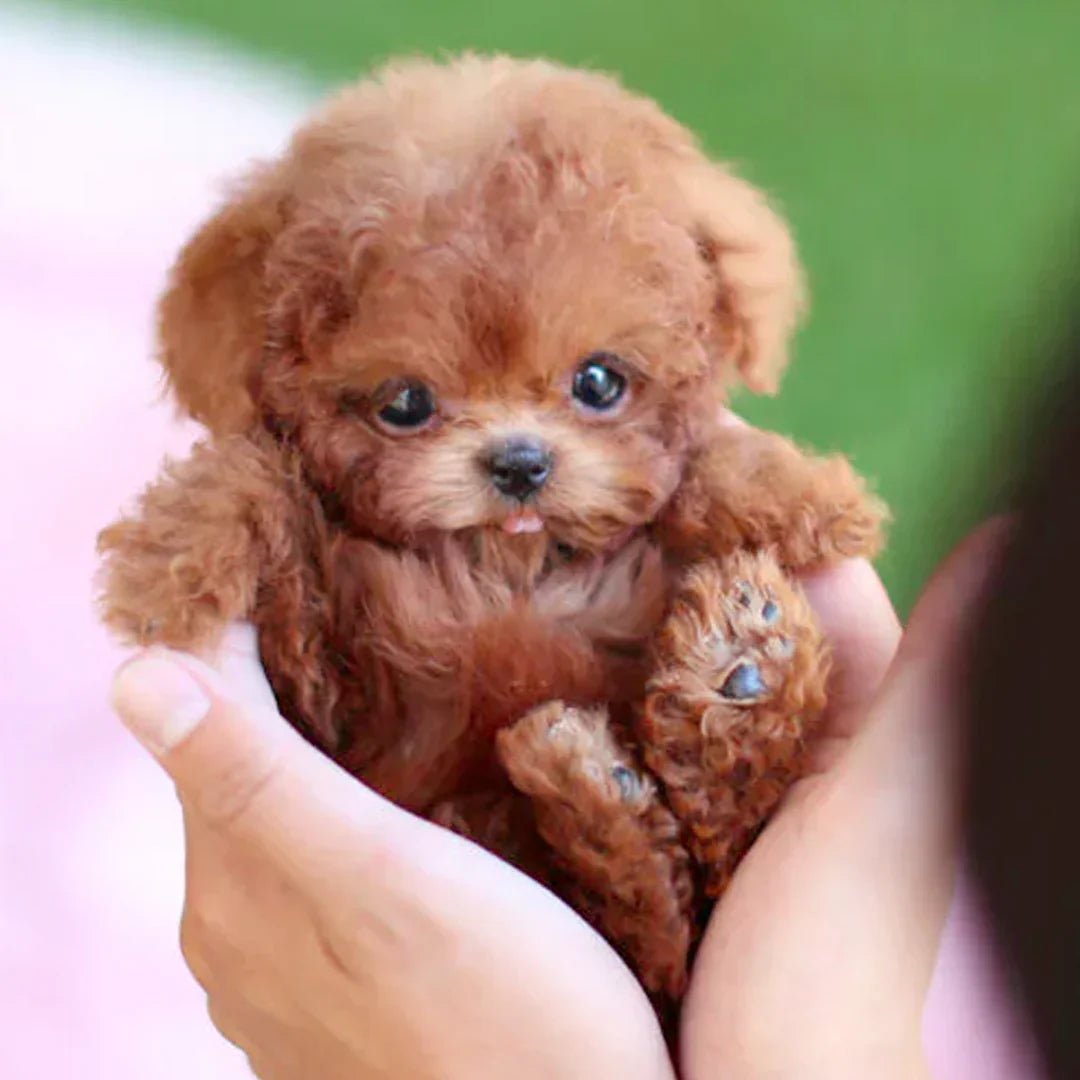 Bambola Peluche Realistica Morbida Compagna Unisex Alta Qualità - Vesarelli