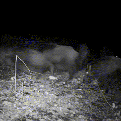 Telecamera Visione Notturna per Fauna Selvatica Esterni Resistente - Vesarelli