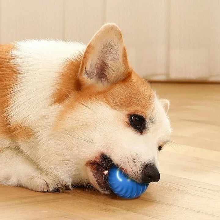 Cane Corgi gioca con palla blu su pavimento in legno. Giocattolo per cani, accessori per animali domestici, divertimento per cuccioli.